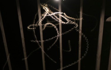Insect trails